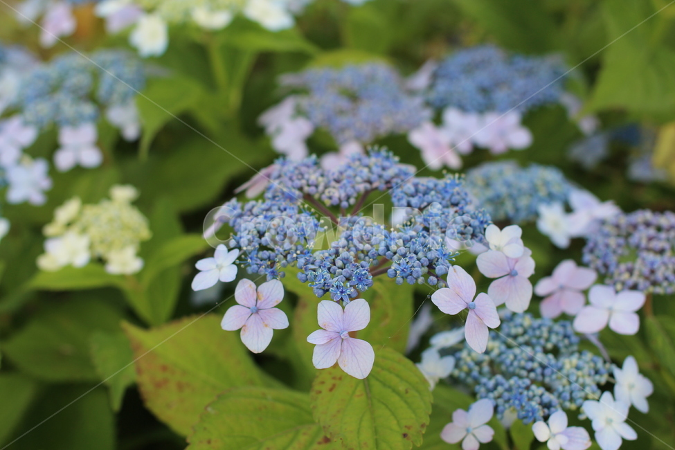 꽃,자연,연보라,아름다움,힐링,숲,flower,plant