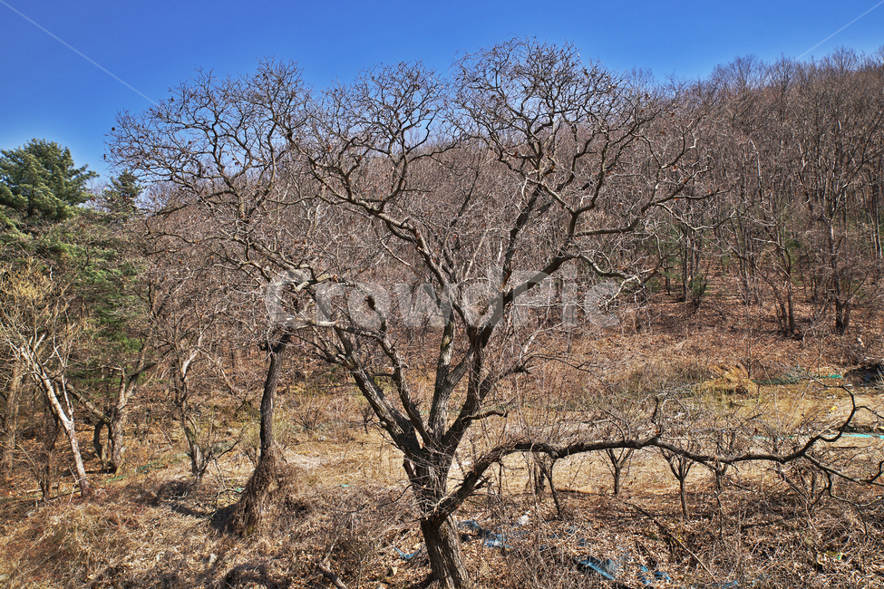 전원,야산,나무,나뭇가지,동산,자연