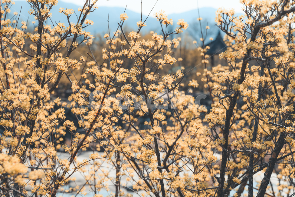 구례,산수유,산수유축제,노란꽃,봄꽃,봄,봄,계절,spring,season,식물,자연,plants,nature,꽃,flower,감성,sensible,feeling,plant