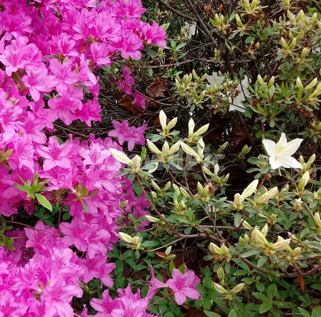 철쭉,smilerosebay,진달래과,식물,봄꽃,개꽃나무,springseasonflower,척촉화,낙엽관목,관상용