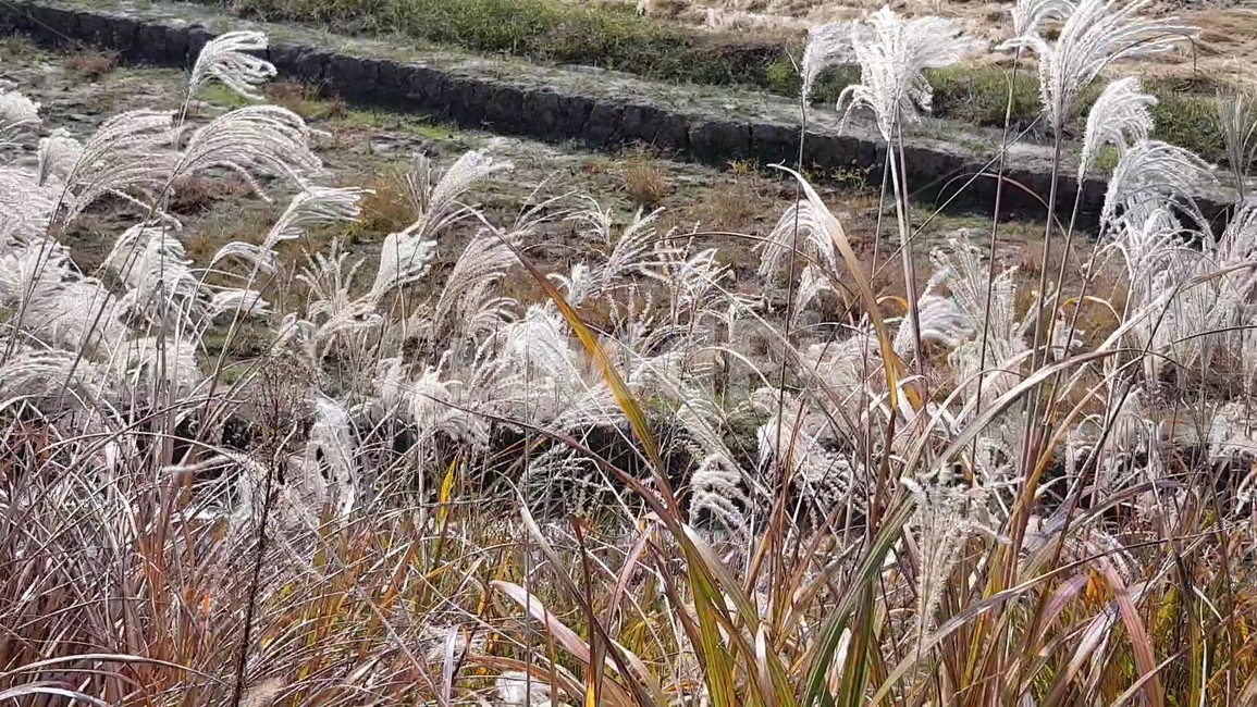 가을,억새,자연,풍경,감성,nature,fall,한국자연풍경,식물,들판,가을들판,autumn,논두렁,가을,계절,fall,autumn,season,식물,자연,plants,nature,grass,잔디,plant
