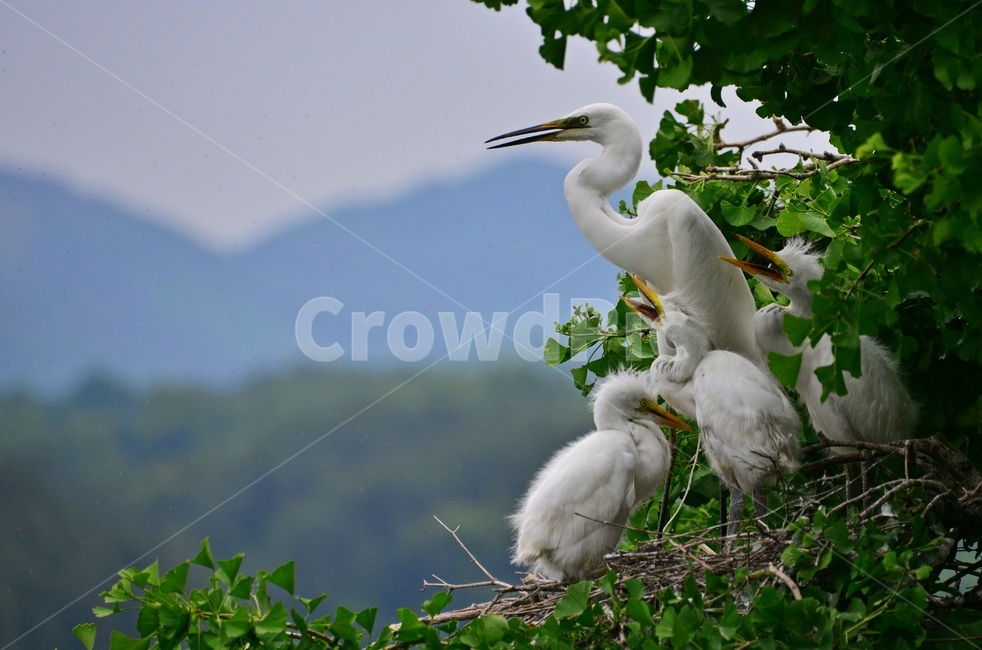 animal,동물,bird,새,egret,백로,백로육추,육추,waterfowl,물새,stork,황새,동물,animal,조류,새,birds