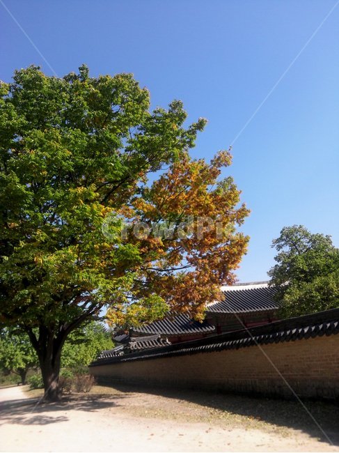 전통,궁궐,경복궁,담장,나무,가을풍경