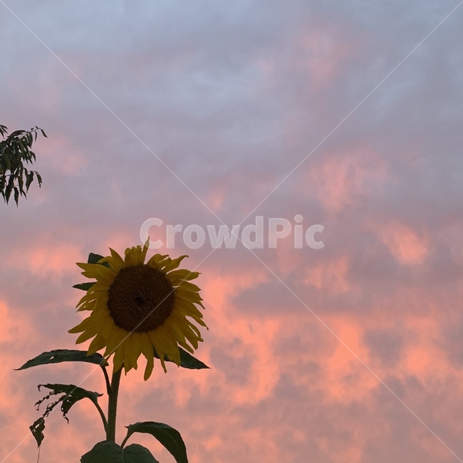 해바라기,꽃,flower,노을,하늘,식물,자연,plants,nature,꽃,flower