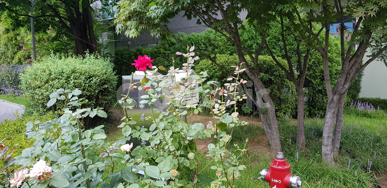 장미,빨간장미,꽃,가시,초록잎,나무,작은풀,가지,화단,정원