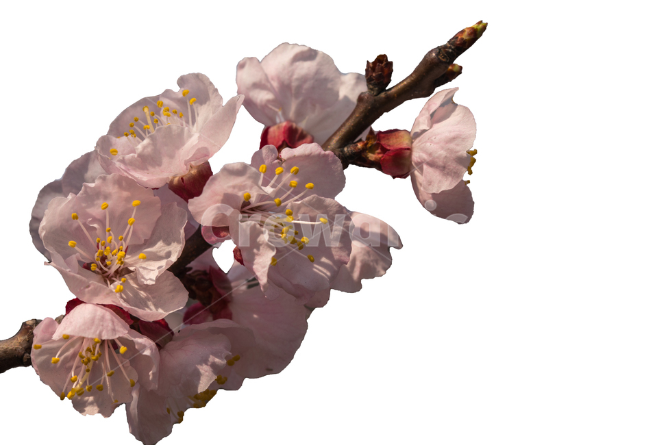 봄,꽃,매화,누끼,봄꽃,분홍,계절,식물,매화꽃,식물,자연,plants,nature,꽃,flower,누끼,remove background