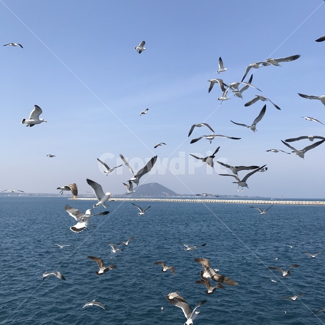 animal,동물,bird,새,갈매기,바다,배,자연,풍경