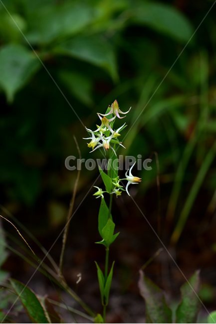 닻꽃,야생화,식물,자연,꽃,생태,힐링,플라워,wildflower,flower,plants,nature,season,감성,느낌,emotion,feeling,여름,용담목,용담과,닻꽃속,식물,자연,plants,nature,꽃,flower