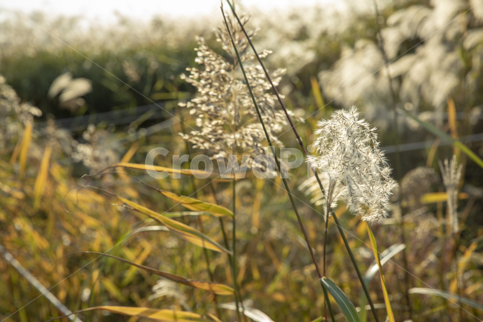 갈대,숲,갈대숲,하늘,파란하늘,가을,autumn,fall