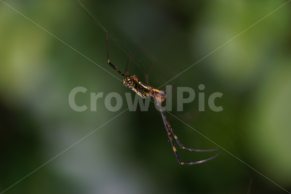 거미,곤충,동물,거미줄,자연,스파이더,spider,insect,nature,animal,함정,사냥꾼,헌터,hunter,무법자,벌레,사냥,포식자,동물,animal