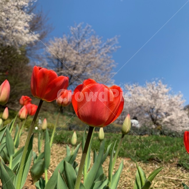 튤립,벚꽃,봄,꽃,자연,spring,flower,tulip,cherryblossom,桜花,桜,チューリップ,春,花,하늘,sky