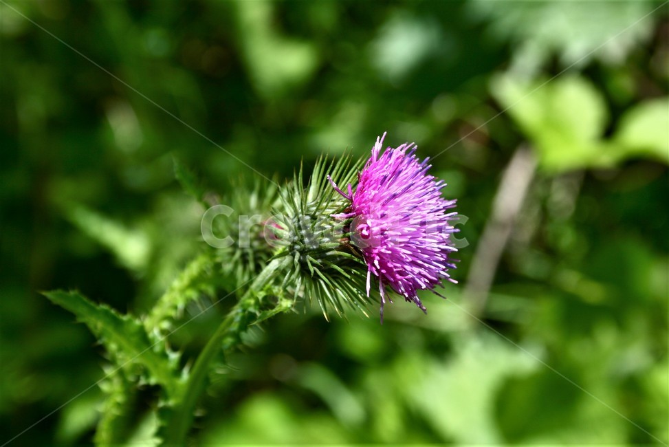 지느러미엉겅퀴,지느러미엉겅퀴꽃,국화과,야생화,식물,꽃,식물,자연,plants,nature,꽃,flower