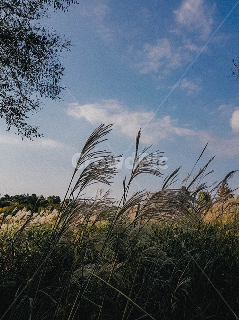 가을,억새,갈대,바람,하늘,자연,가을,계절,fall,autumn,season
