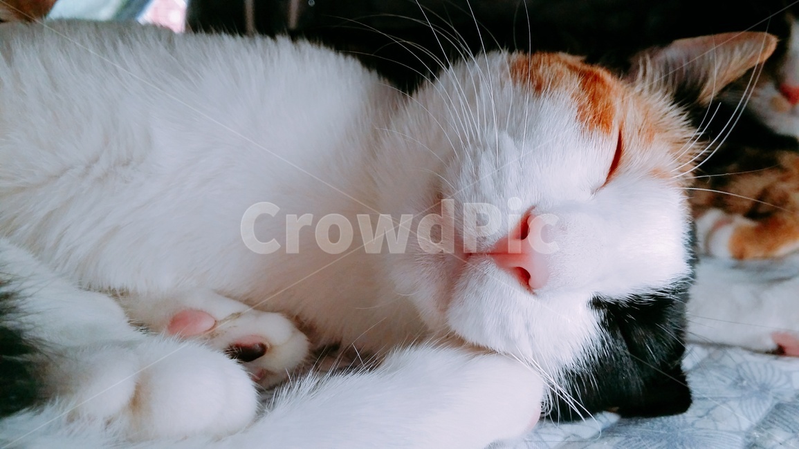 고양이,아기고양이,코숏,코리안숏헤어,자는모습,동물,animal,포유류,mammal,고양이,cat,kitten,kitty