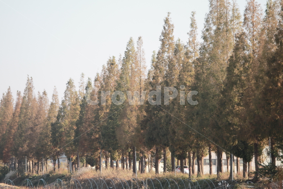 죽동,죽동마을,메타세콰이어,나무,하늘,풍경,자연,풍경,nature,landscape,tree,plant,식물,fir,전나무