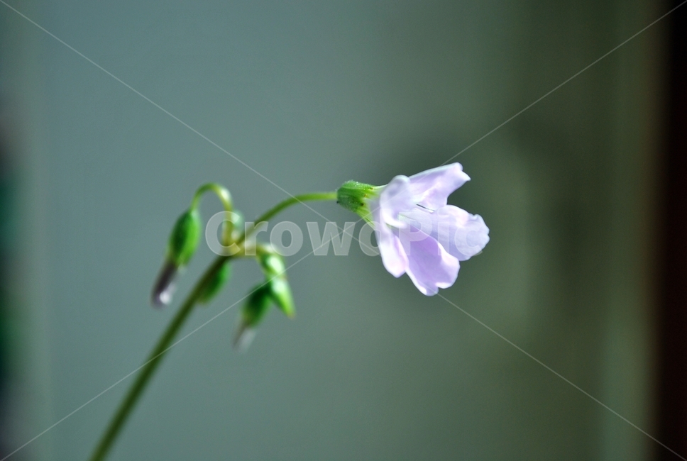 꽃,당잔대,초롱꽃,분홍색,아웃포커스,flower,uprightladybell,bellflower,pink,outfocus,식물,자연,plants,nature,꽃,flower