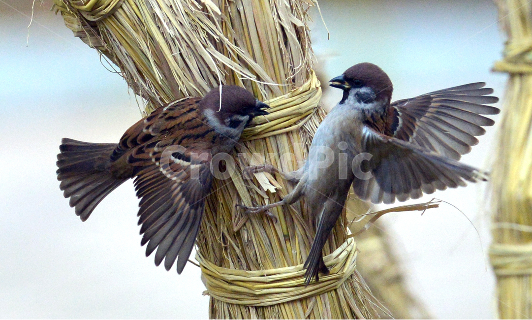 참새,새,생태,생태사진,bird,nature,동물,animal,조류,새,birds