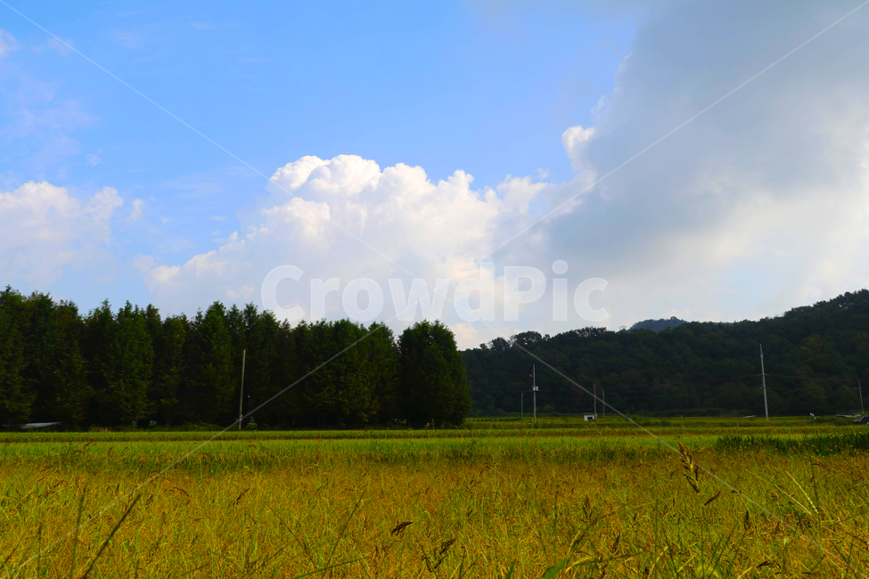 하늘,구름,산,숲,나무,쌀,벼,자연,풍경,nature,landscape,outdoors,옥외,grassland,목초지,field,들