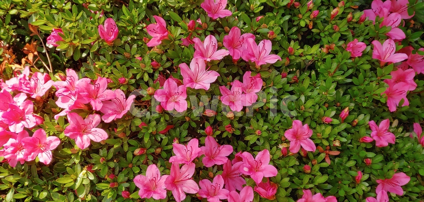자연,꽃,풍경,감성사진,사물,백일홍