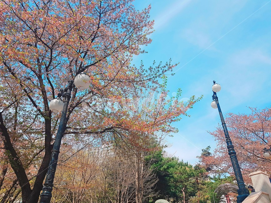 tree,나무,plant,식물,풍경,배경화면,벚꽃,봄,봄나무,벚꽃길,식물,자연,plants,nature,나무,trees,wood