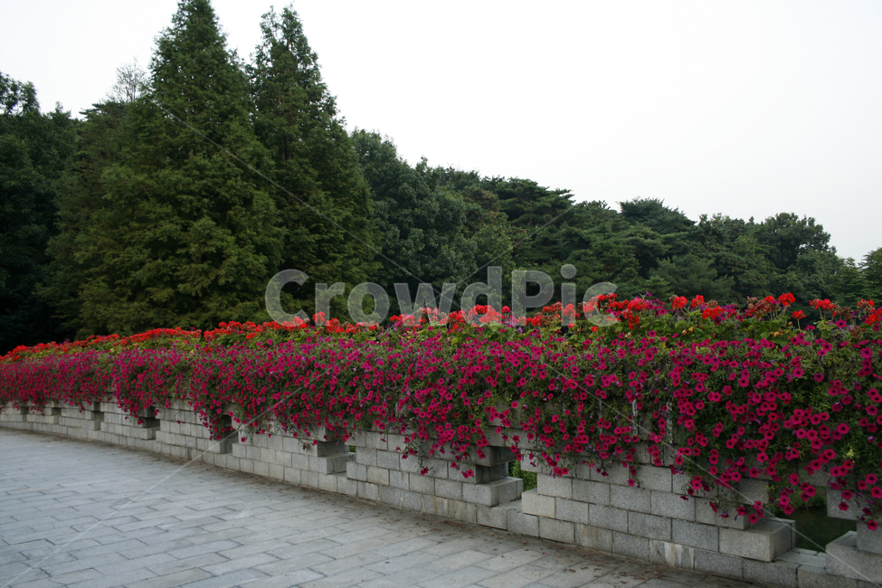 식물,flower,plants,nature,꽃,풍경,공원,나무,자연,풍경,nature,landscape,식물,plants,꽃,flower,plant,path,통로,walkway,보도