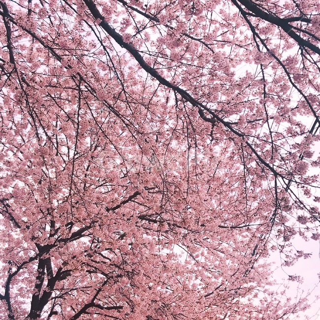 봄,벚꽃,꽃,spring,pink,핑크,분홍