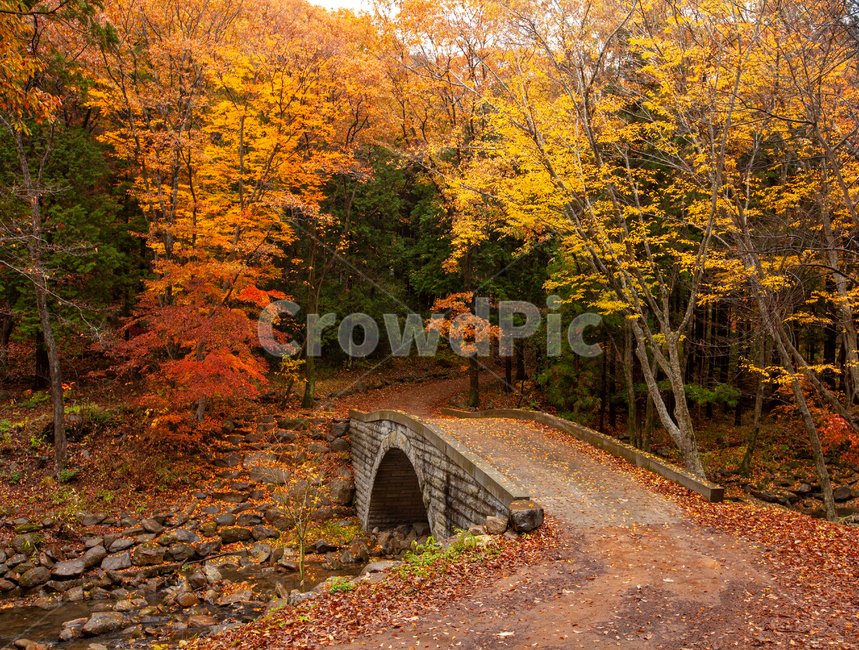 가을,단풍,풍경,다리,노란색,빨간색,자연,단풍풍경,가을,계절,fall,autumn,season,road,도로,gravel,자갈,dirt road,흙길,tree,나무,plant,식물