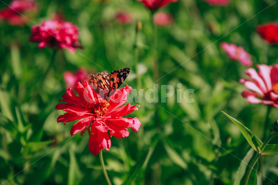 자연,식물,꽃,백일홍,초록,flower,식물,자연,plants,nature,꽃,flower,동물,animal,곤충,벌레,insect,bug