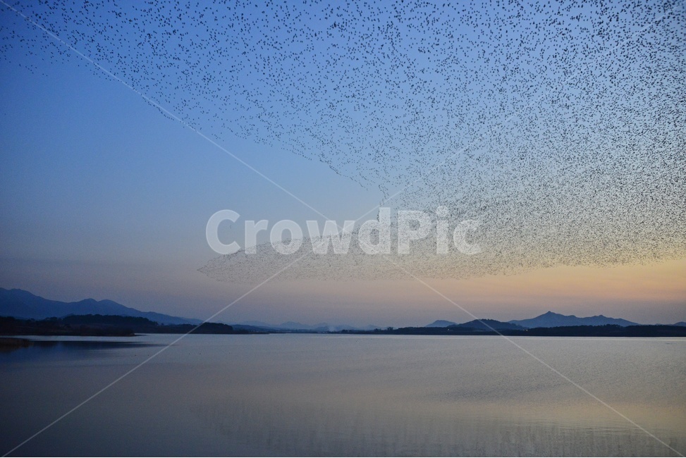 nature,자연,outdoors,옥외,water,물,animal,동물,flock,대군,고창,동림지,가창오리,가창오리군무,군무,자연,풍경,nature,landscape