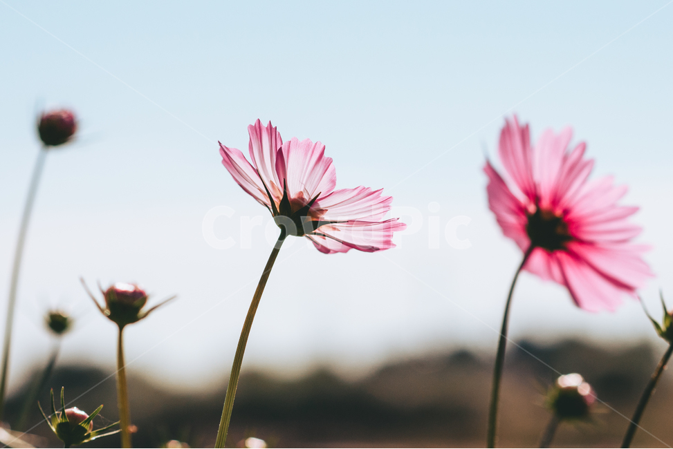 코스모스,꽃,가을,cosmos,flower,가을,계절,fall,autumn,season,식물,자연,plants,nature,꽃,flower,감성,sensible,feeling,plant,blossom,daisy,데이지,daisies