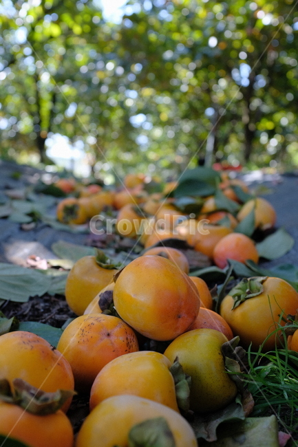 plant,식물,food,음식,fruit,과일,감,감나무,추수,가을