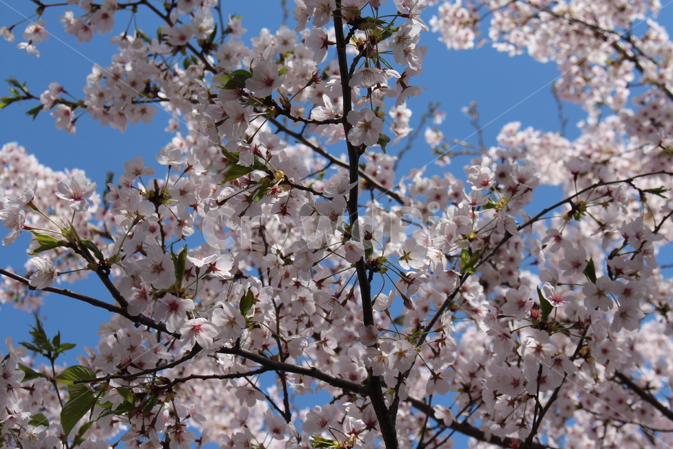 봄,벚꽃,가로수,벚꽃나무,꽃,봄,계절,spring,season,식물,자연,plants,nature,꽃,flower,plant,blossom