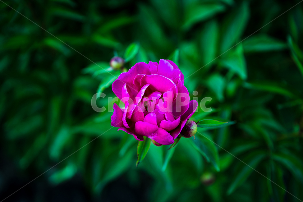 꽃,접사,꽃잎,핑크,자주색,식물,자연,plants,nature,꽃,flower
