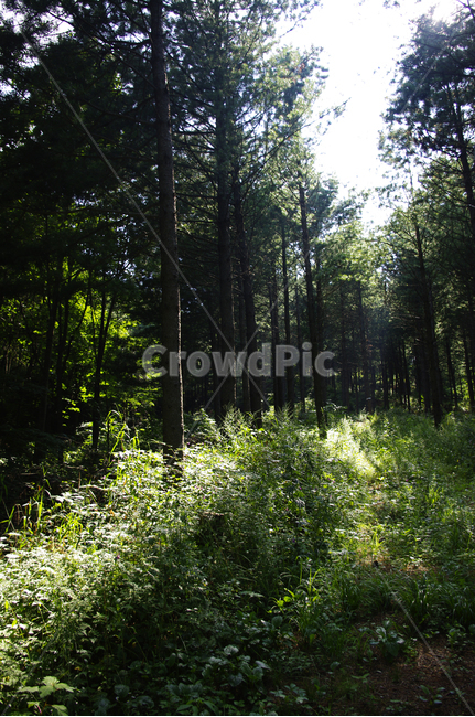 나무,식물,자연,숲,plant,tree,초목