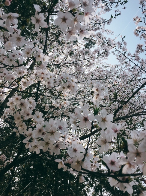 벚꽃,봄,꽃,개화,화사
