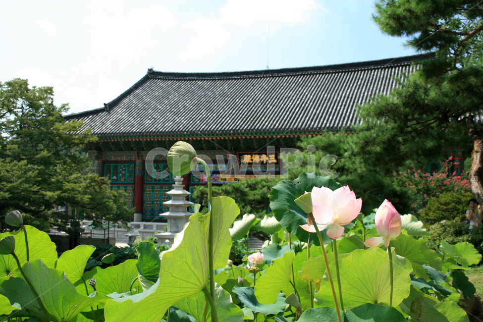 봉원사,연꽃,식물,flower,plants,nature,꽃,사찰,절,한국전통,한국문화,korean traditional,korean culture,식물,자연,plants,nature,꽃,flower,종교,신앙,religion,belief,faith