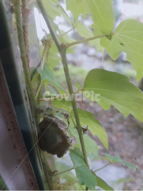 개구리,청개구리,frog,새끼개구리,보호색,파충류,양서류,reptile,amphibian