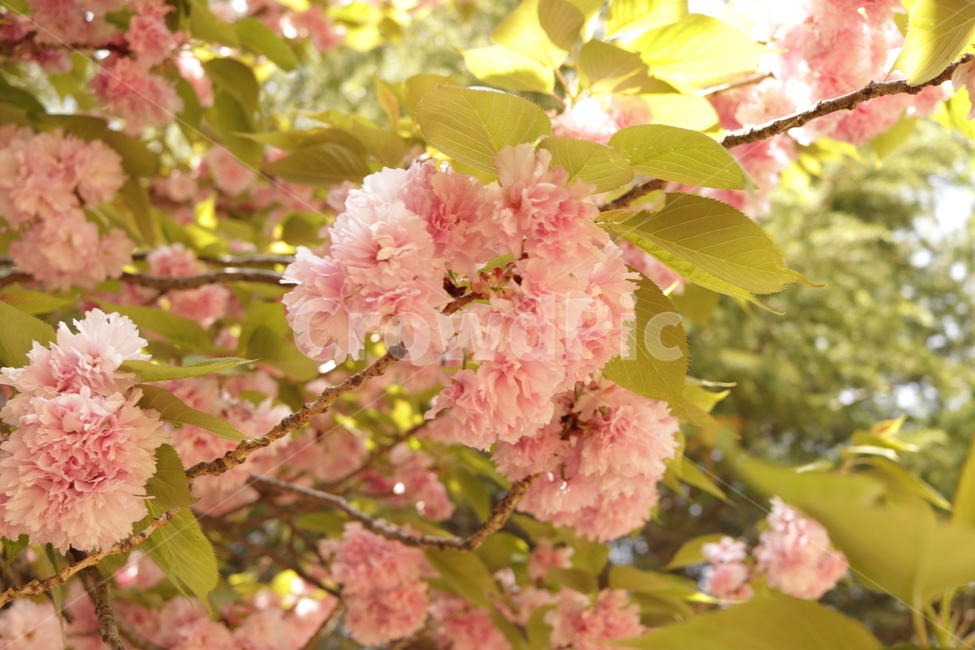 봄,식물,blossom,꽃,flower,겹벚꽃,plant