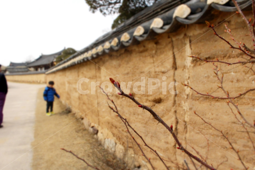 담장,가지,기와집,벽,꽃망울,한국전통,한국문화,korean traditional,korean culture,건축물,건물외관,exterior,building,structure,architecture,construction
