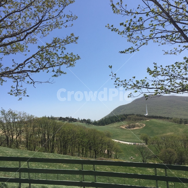 강원도,대관령,양떼목장,자연,양,풍경,자연,풍경,nature,landscape,outdoors,옥외,grassland,목초지,field,들
