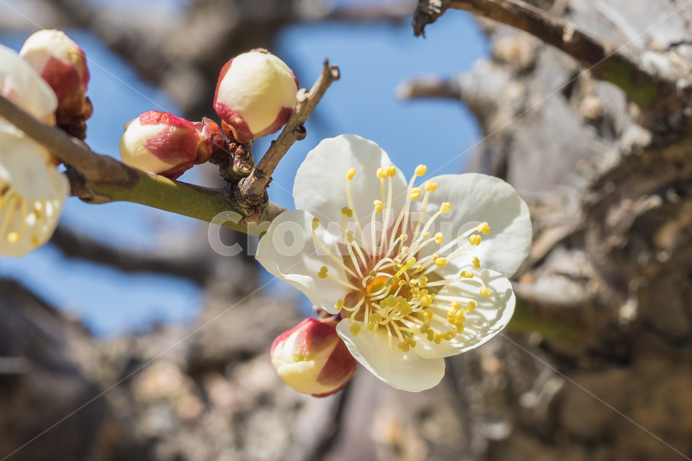 꽃,봄,자연,접사,매화,꽃사진,풍경,봄,계절,spring,season,식물,자연,plants,nature,꽃,flower,감성,sensible,feeling,plant