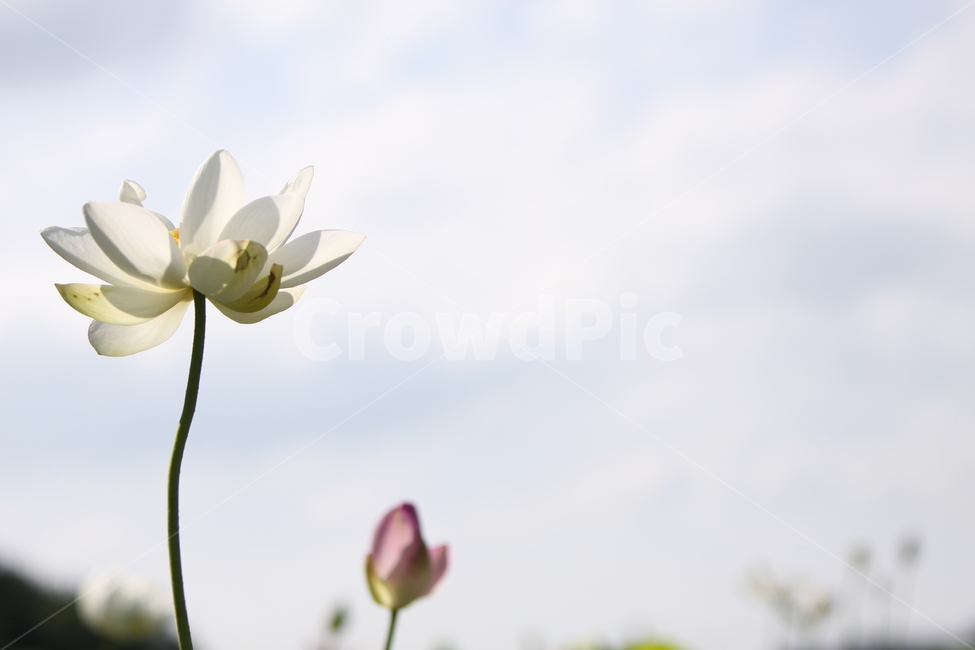 하동,진교,백련지,연꽃,꽃잎,꽃,자연,식물,자연,plants,nature,꽃,flower