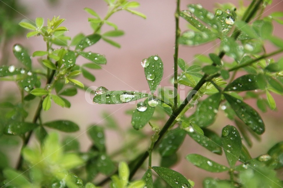 봄,비,마당,화분,꽃,식물,자연,plants,nature,비,비오는날,rain,rainy