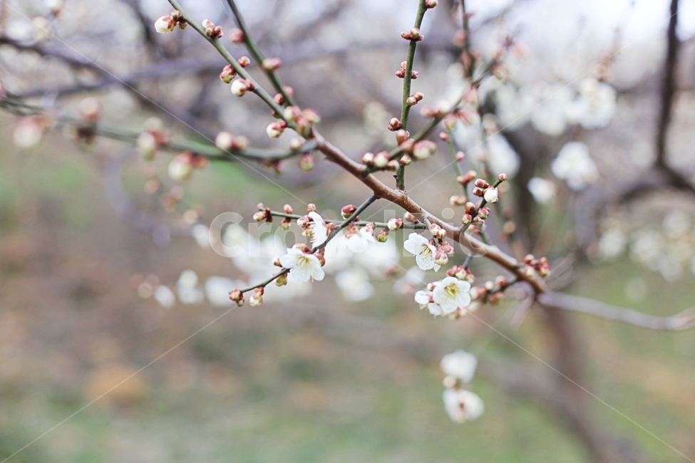 매화,매화꽃,하동,봄,매화축제,봄,계절,spring,season,식물,자연,plants,nature,꽃,flower,plant,blossom