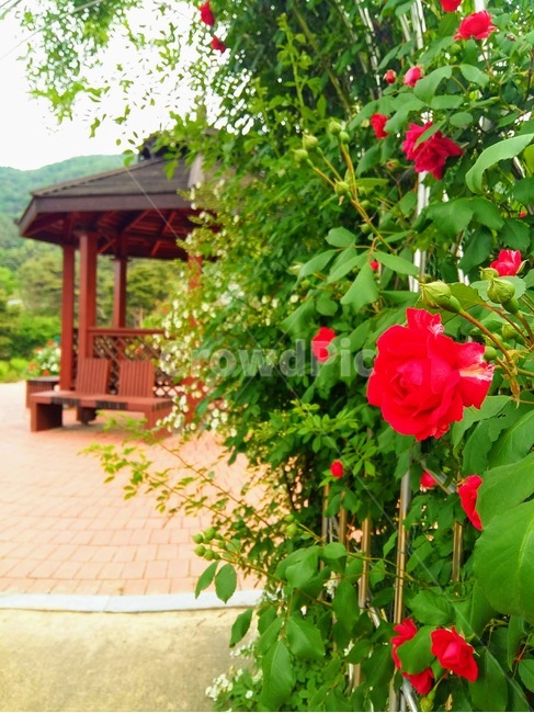 봉수산자연휴양림,장미,꽃,풍경,식물,flower,계절,아름다움,꽃잎,자연,nature,힐링,꽃향기,rose,빨간색,빨간장미,휴양림,plant