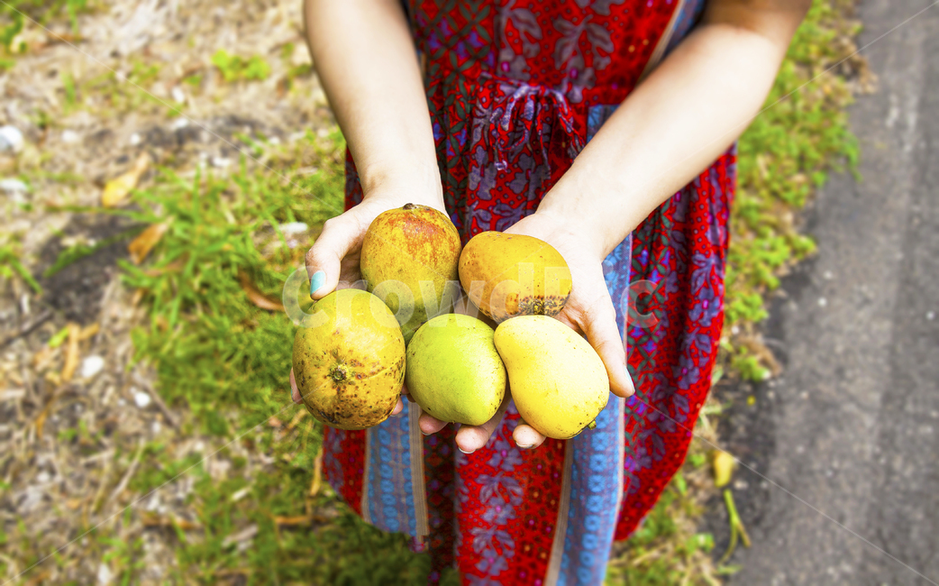 망고,과일,들다,신선한,여름,열대과일,열대,과일,열매,fruit