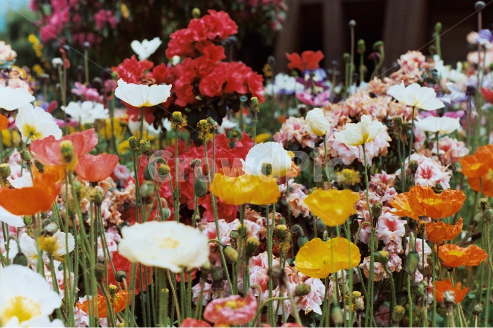 봄,꽃,자연,색감,감성사진,화려한,꽃밭,필름사진,빈티지,아날로그,봄꽃,spring,flower,nature