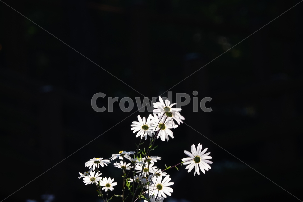 plant,식물,꽃,flower,구절초,블랙,검은색,힌색,가을,식물,자연,plants,nature,꽃,flower