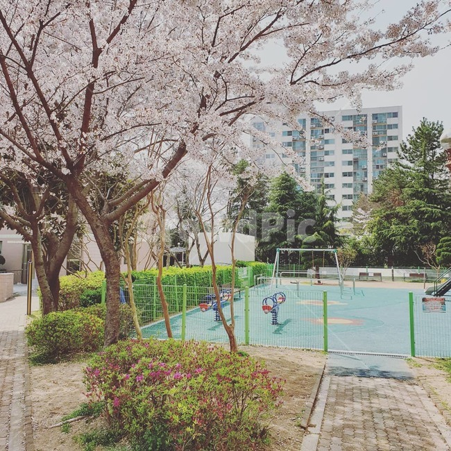 벛꽃,놀이터,봄,풍경,blossom