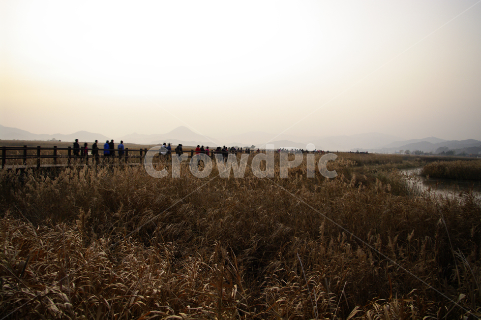 순천만,노을,풍경,하늘,갈대밭,갈대,식물,plant,가을,계절,fall,autumn,season,자연,풍경,nature,landscape,사람들,대중,군중,other people,crowd,grass,잔디